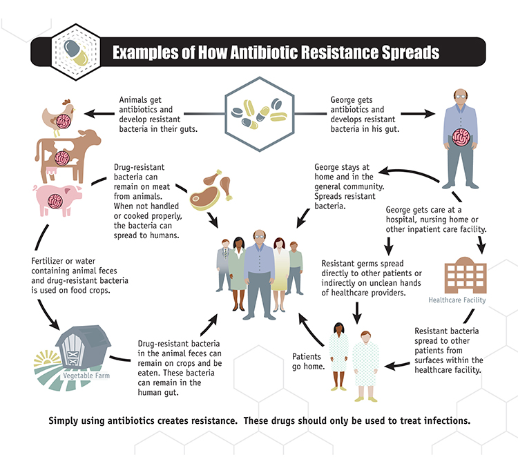 infographic demonstrating how antibiotic resistance spreads