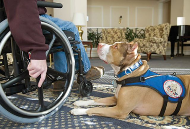 Pitbull service dog looks up at owner in a wheel chair