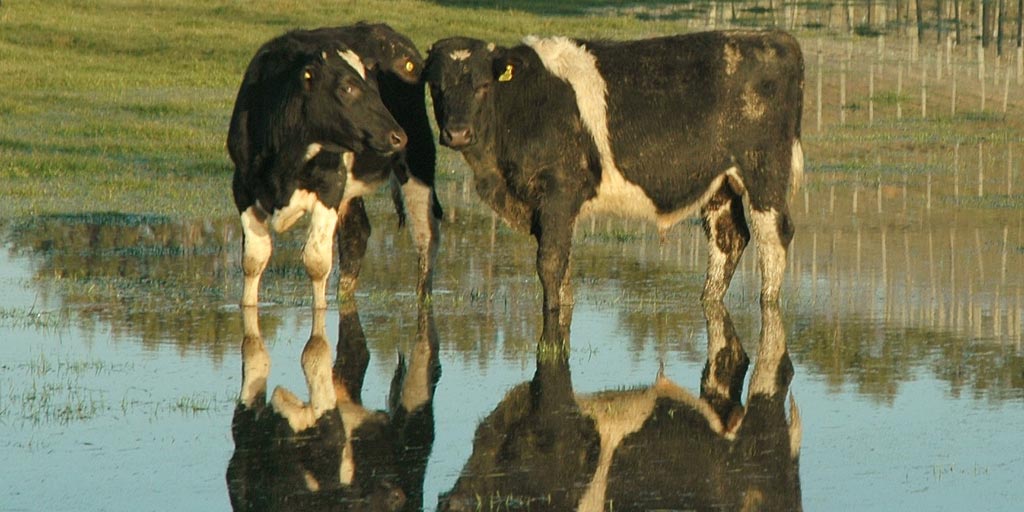 Cows standing in a flooded field