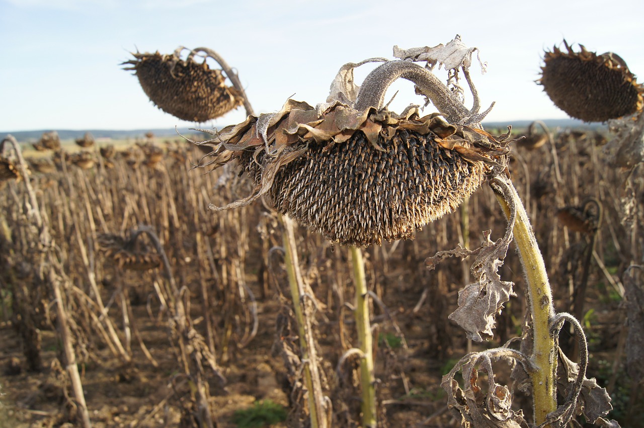 Dried up sunflowers and other crops wilting in the sun