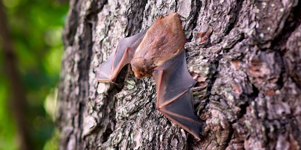 A bat clinging to a tree