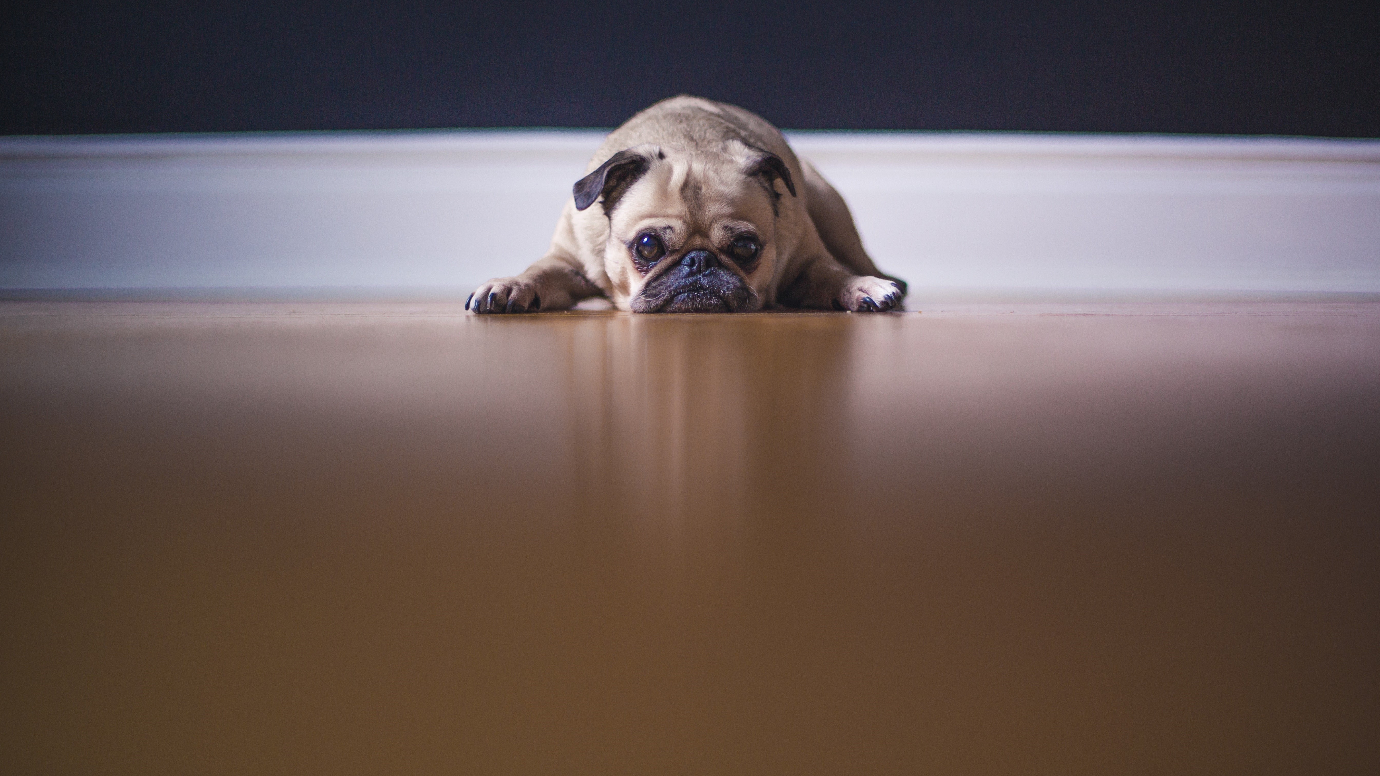 Sad pug puppy laying on floor.