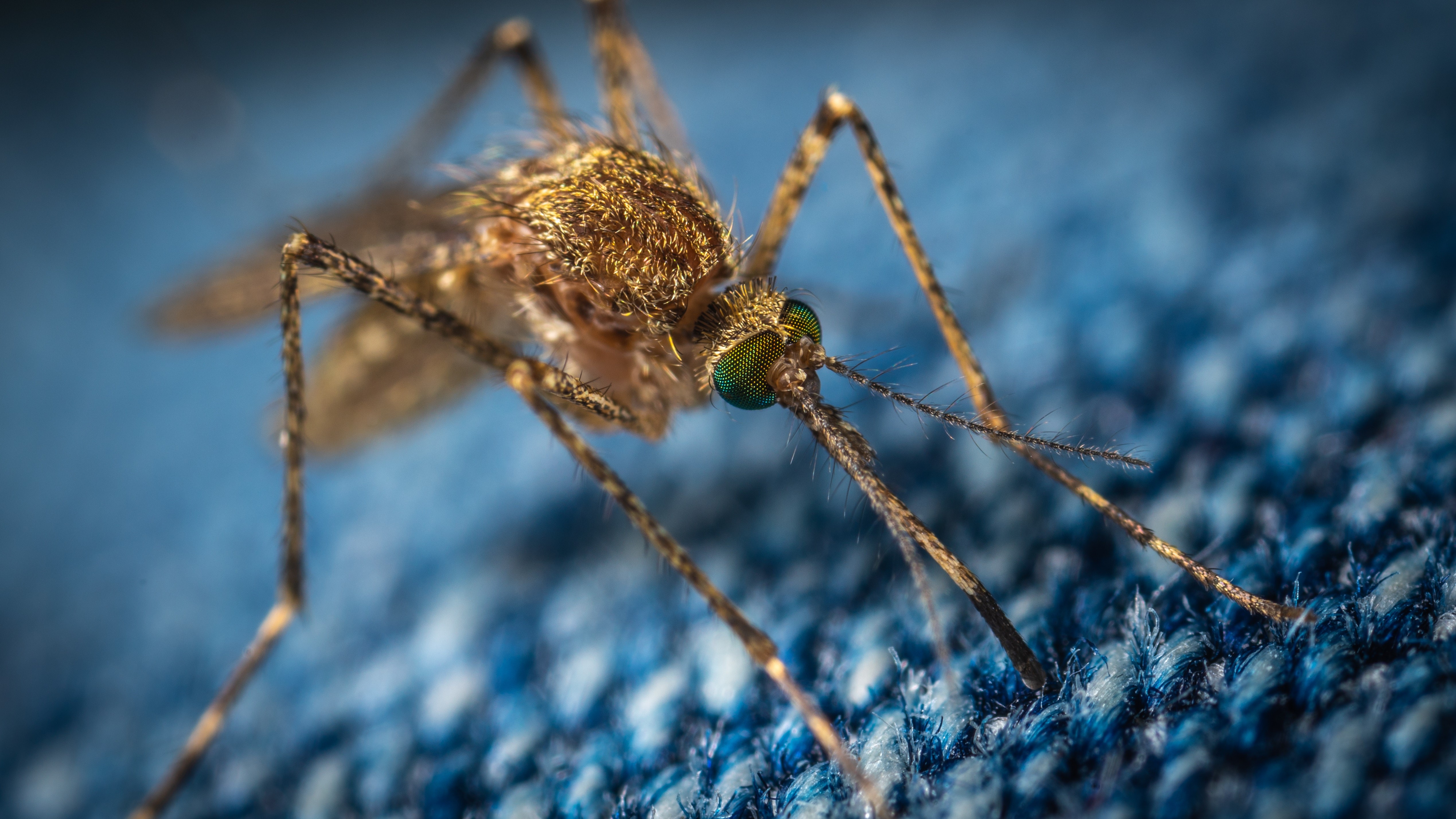 A brown mosquito sitting on a blue cloth