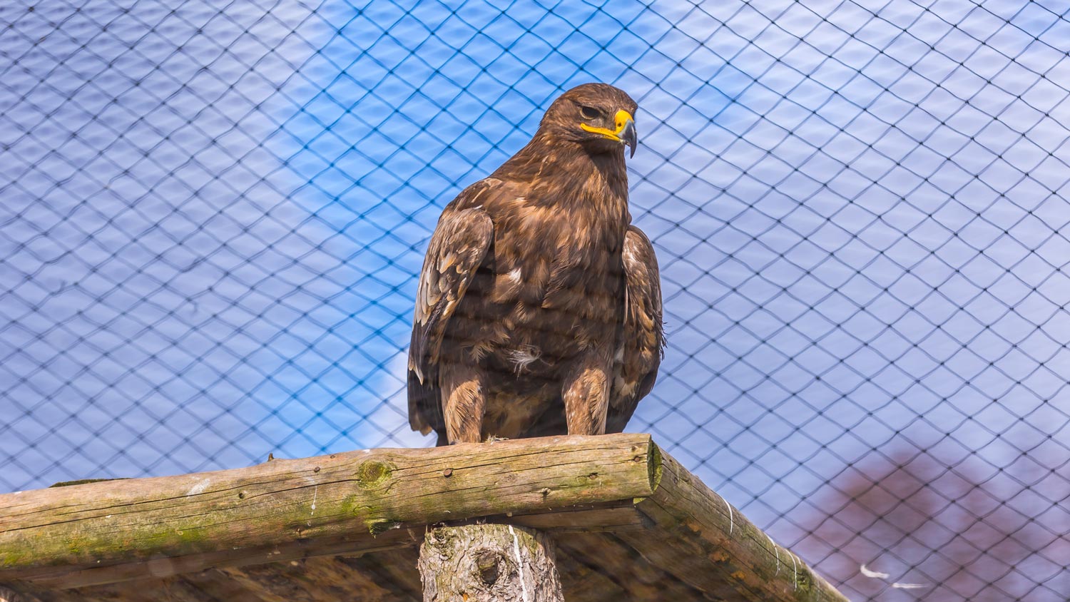 A brown eagle standing on a wood ledge