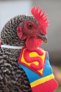 A chicken in a Superman costumeba-gawks.blogspot.com