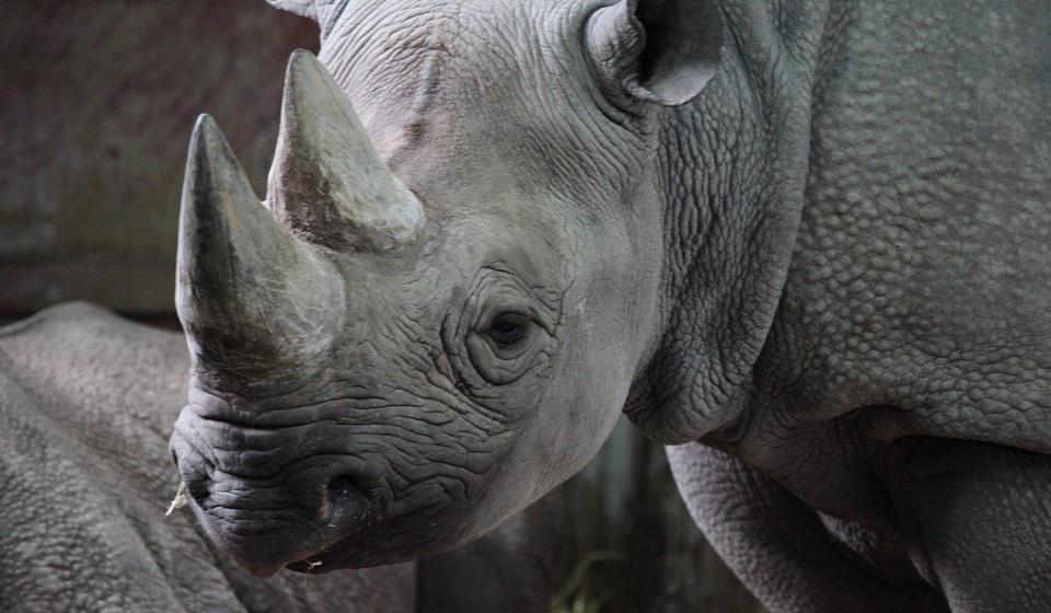 A rhino looking toward the camera