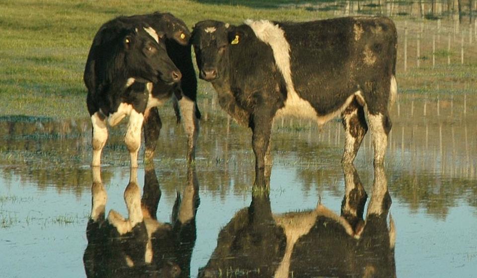 Cows standing in a flooded field