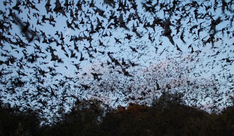 A group of bats flying
