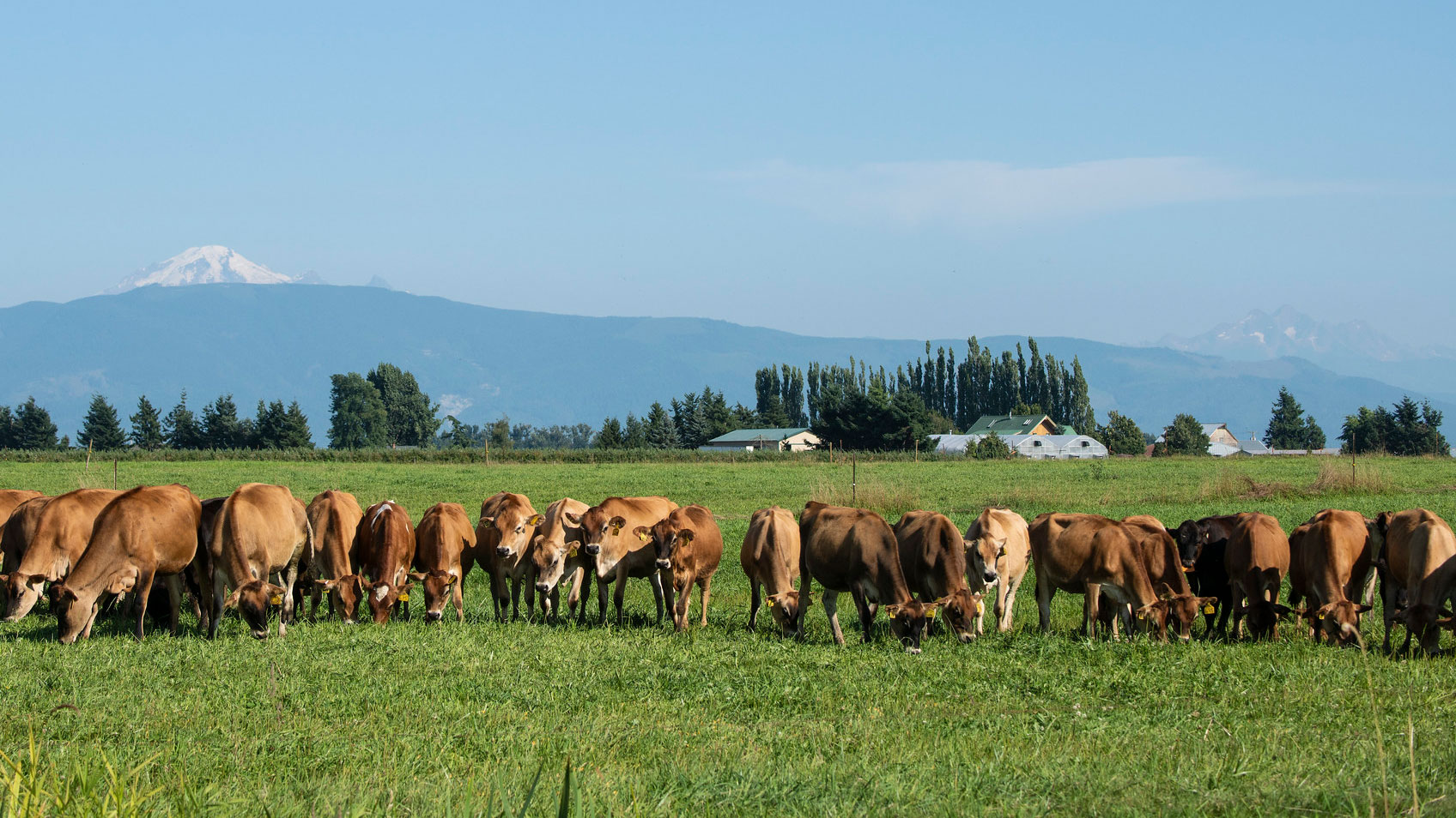 Group of cows in a field 